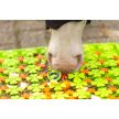 Excellent Horse Snuffle Mat - nyalószőnyeg lovaknak 
