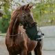 Equosonic free hordozható inhalátor